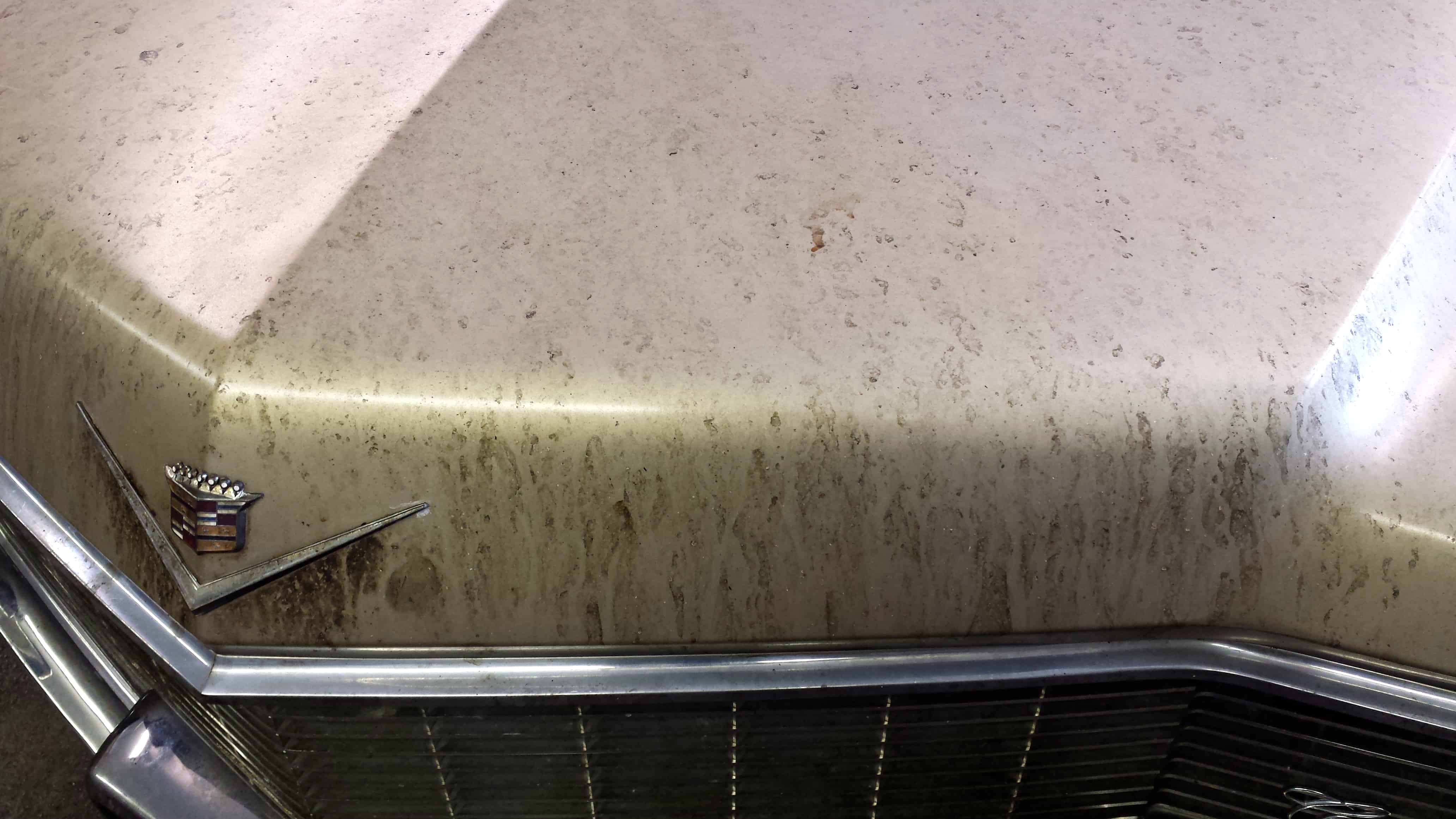 Artillery Fungus & Your Car DiFiore's Auto Detailing Connecticut's 1 Auto Detailing Facility